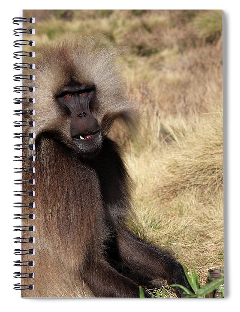 Simien Mountains National Park Spiral Notebook featuring the photograph Gelada Baboon, Simien Mountains, Ethiopia by Aidan Moran