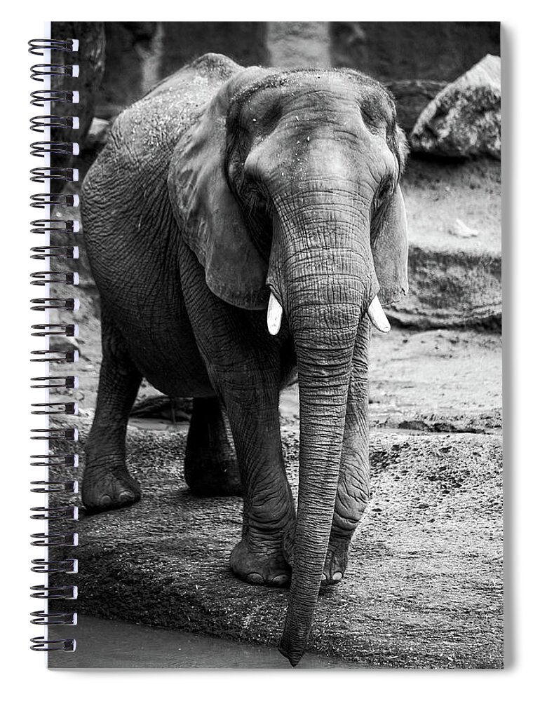 Elephant Spiral Notebook featuring the photograph Gentle One by Karol Livote