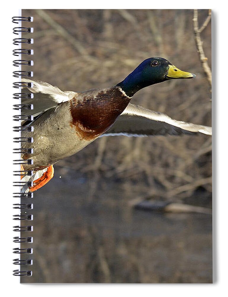 Duck Spiral Notebook featuring the photograph Gentleman Mallard in-flight by Asbed Iskedjian