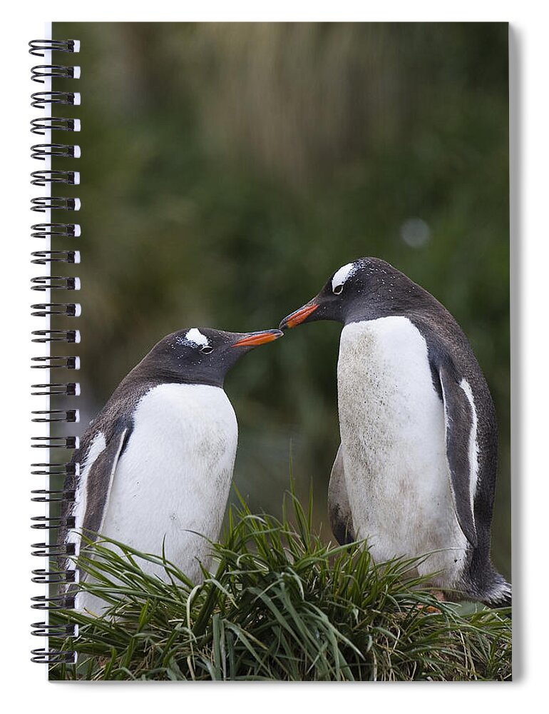00761863 Spiral Notebook featuring the photograph Gentoo Penguins Nesting In Gold Harbor by Suzi Eszterhas