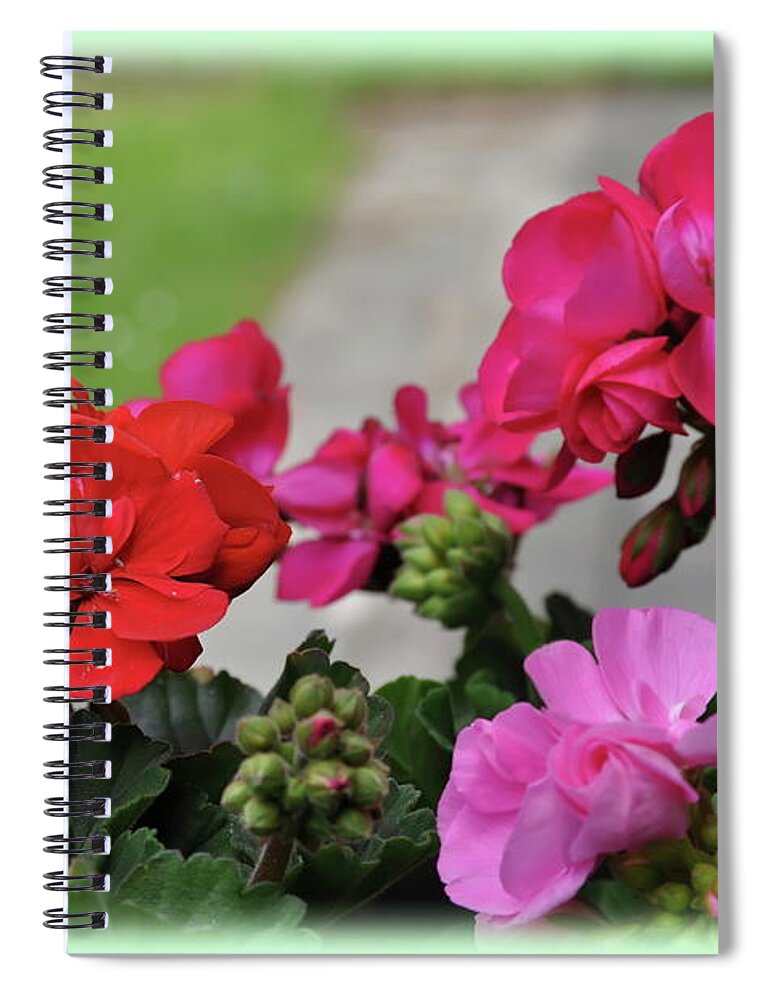 Geranium Spiral Notebook featuring the photograph Geranium by Mariel Mcmeeking