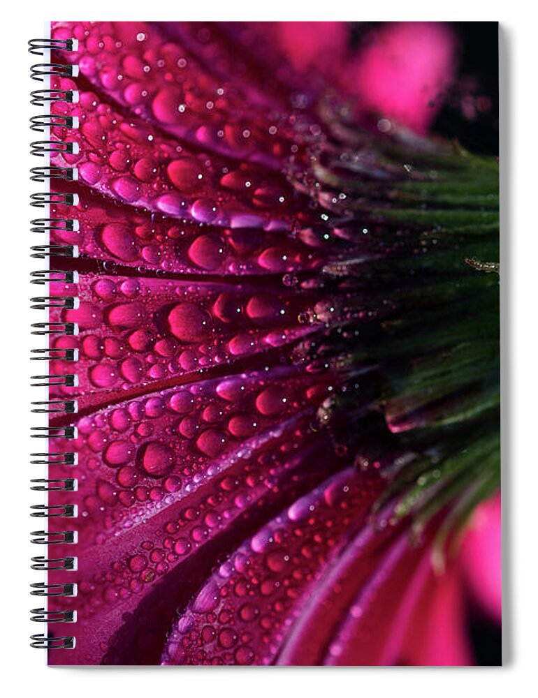 Astoria Spiral Notebook featuring the photograph Gerbera Daisy by Robert Potts
