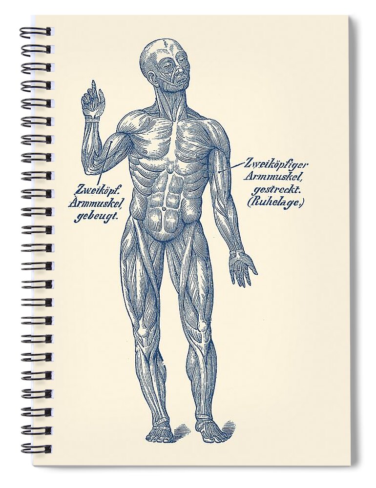 Human Body Spiral Notebook featuring the drawing German Diagram Arm Muscular System - Vintage Anatomy by Vintage Anatomy Prints