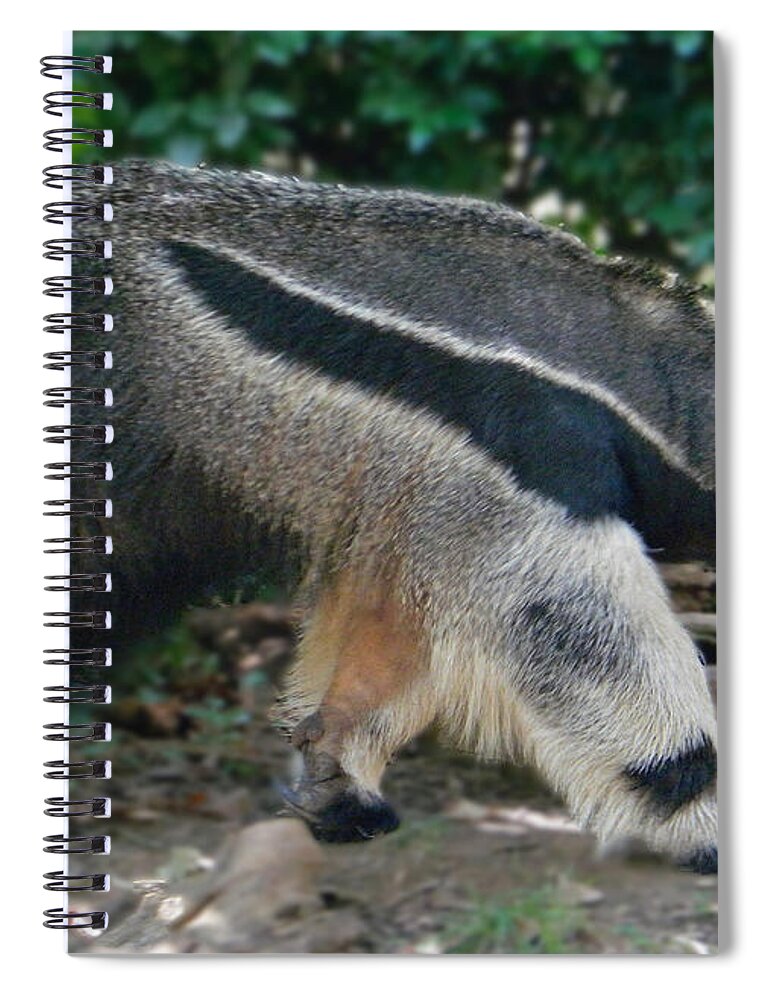 Giant Anteater Spiral Notebook featuring the photograph Giant Anteater by Emmy Vickers