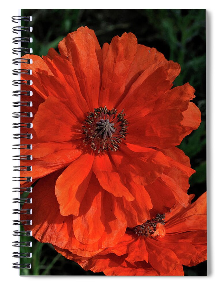 Flowers.poppy Spiral Notebook featuring the photograph Giant Mountain Poppy by Ron Cline