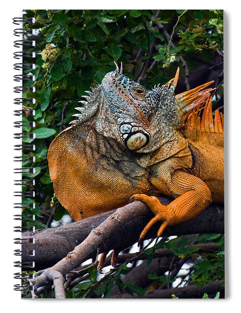 Mexico Spiral Notebook featuring the photograph Giant Orange Iguana by Ginger Wakem