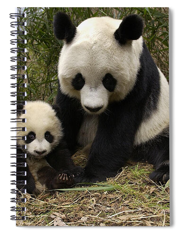 Mp Spiral Notebook featuring the photograph Giant Panda Ailuropoda Melanoleuca by Katherine Feng