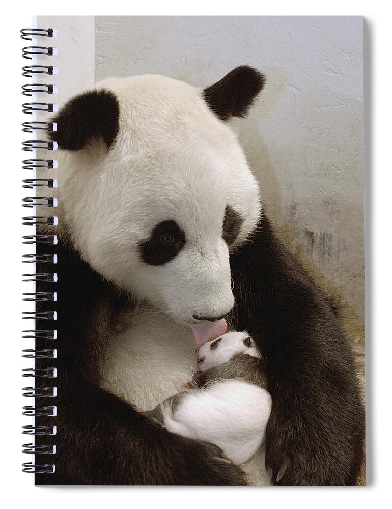 Mp Spiral Notebook featuring the photograph Giant Panda Ailuropoda Melanoleuca Xi by Katherine Feng