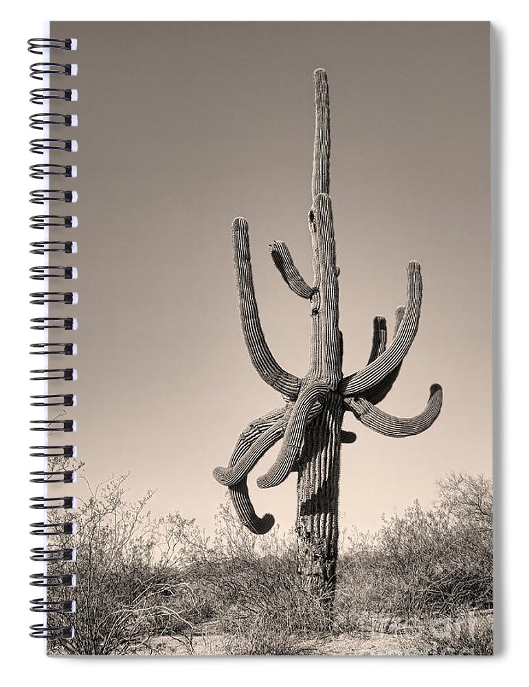 Saguaro Spiral Notebook featuring the photograph Giant Saguaro Cactus Sepia Image by James BO Insogna