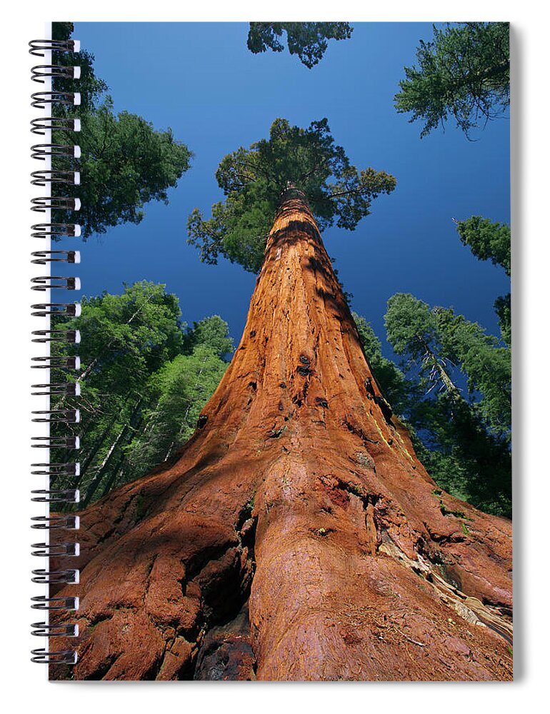 00553424 Spiral Notebook featuring the photograph Giant Sequoia in Yosemite by Jeff Foott