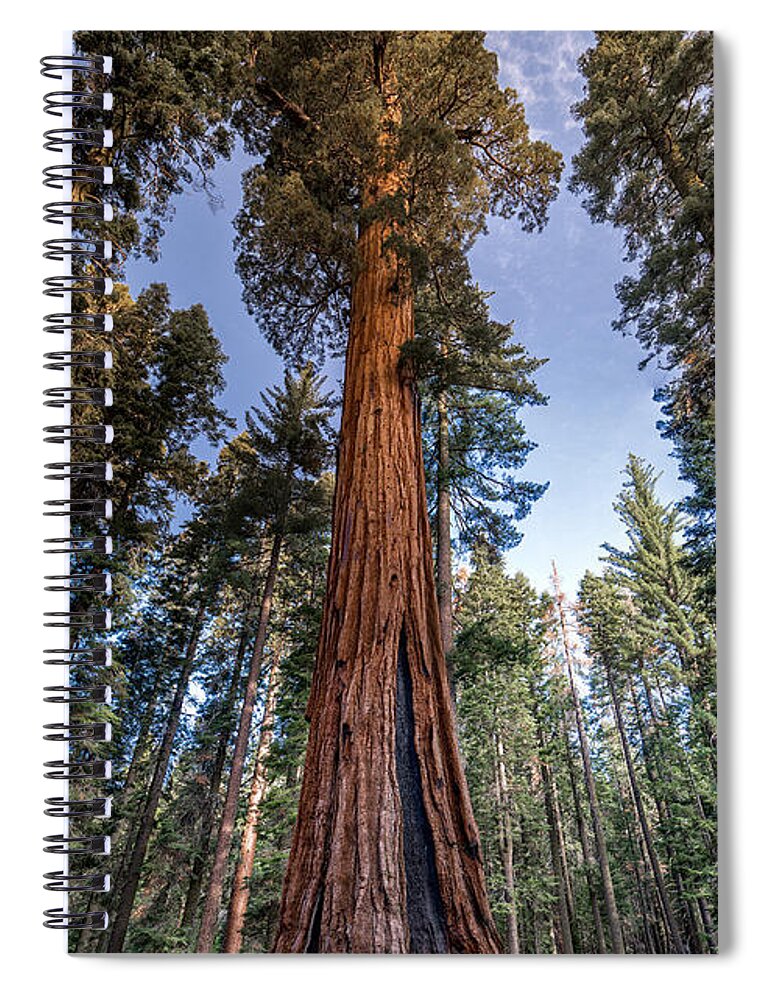 Giant Sequoia Spiral Notebook featuring the photograph Giant Sequoia by Phil Abrams