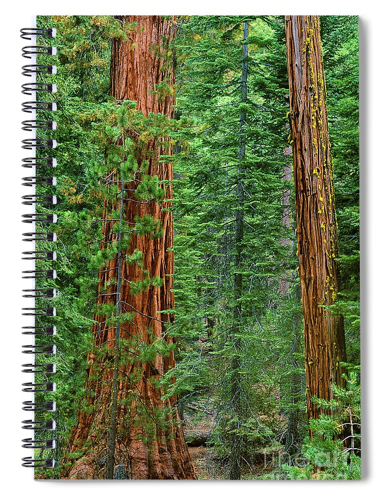 North America Spiral Notebook featuring the photograph Giant Sequoias Sequoiadendron Gigantium Yosemite NP CA by Dave Welling