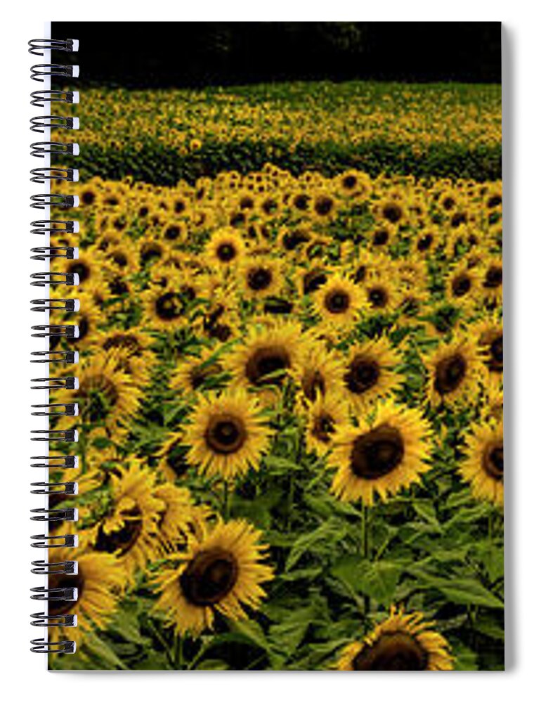 Giant Sunflower Panorama Spiral Notebook featuring the photograph Giant Sunflower Panorama by Barbara Bowen