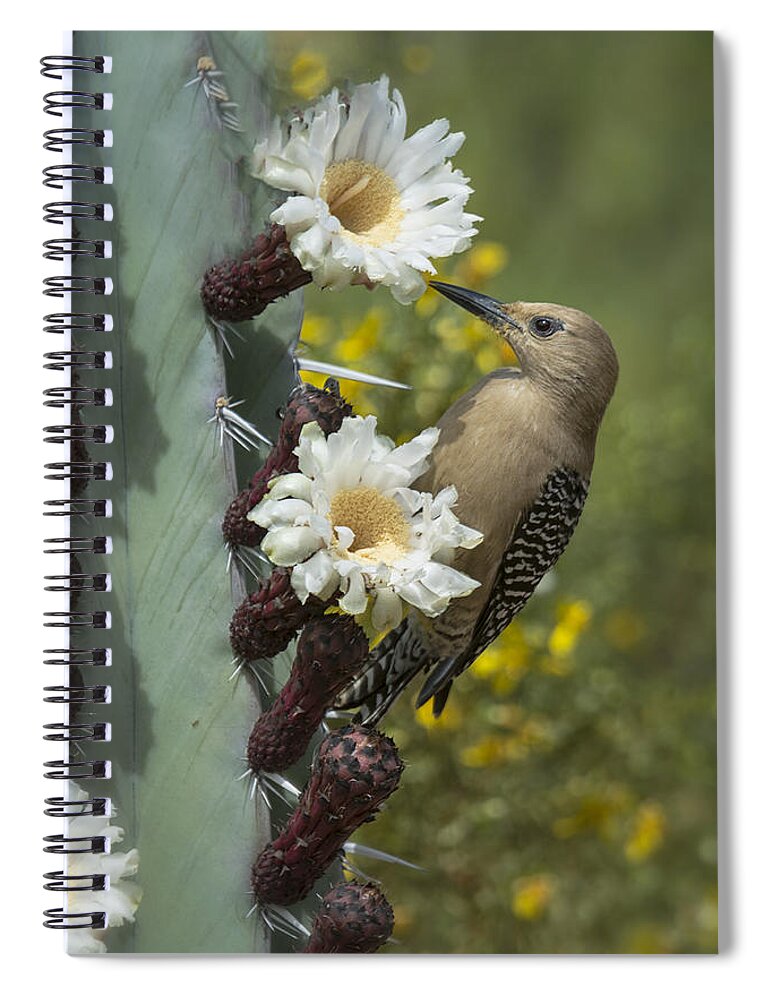 Gila Woodpecker Spiral Notebook featuring the photograph Gila Woodpecker on Cactus by Saija Lehtonen