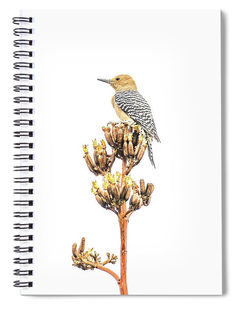 Nature Spiral Notebook featuring the photograph Gila Woodpecker by Tom and Pat Cory