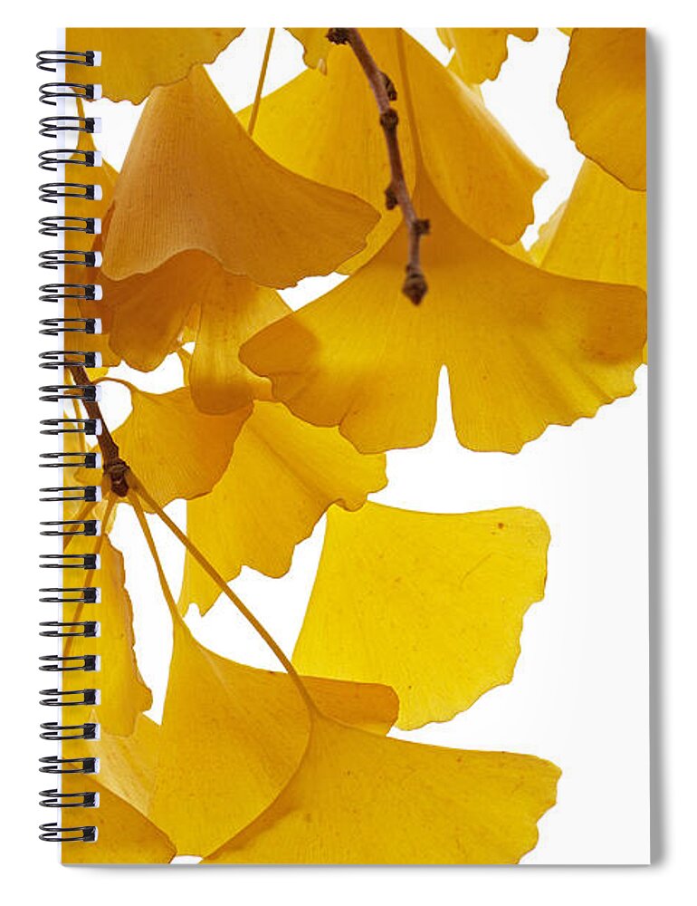 Fn Spiral Notebook featuring the photograph Ginkgo Ginkgo Biloba Leaves In Autumn by Aad Schenk