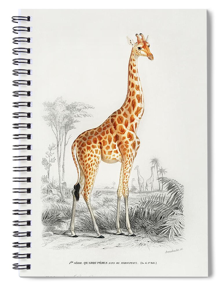 Ancient Spiral Notebook featuring the painting Giraffe - Giraffa camelopardalis by Vincent Monozlay