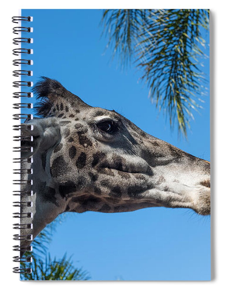 Giraffe Spiral Notebook featuring the photograph Giraffe by John Johnson