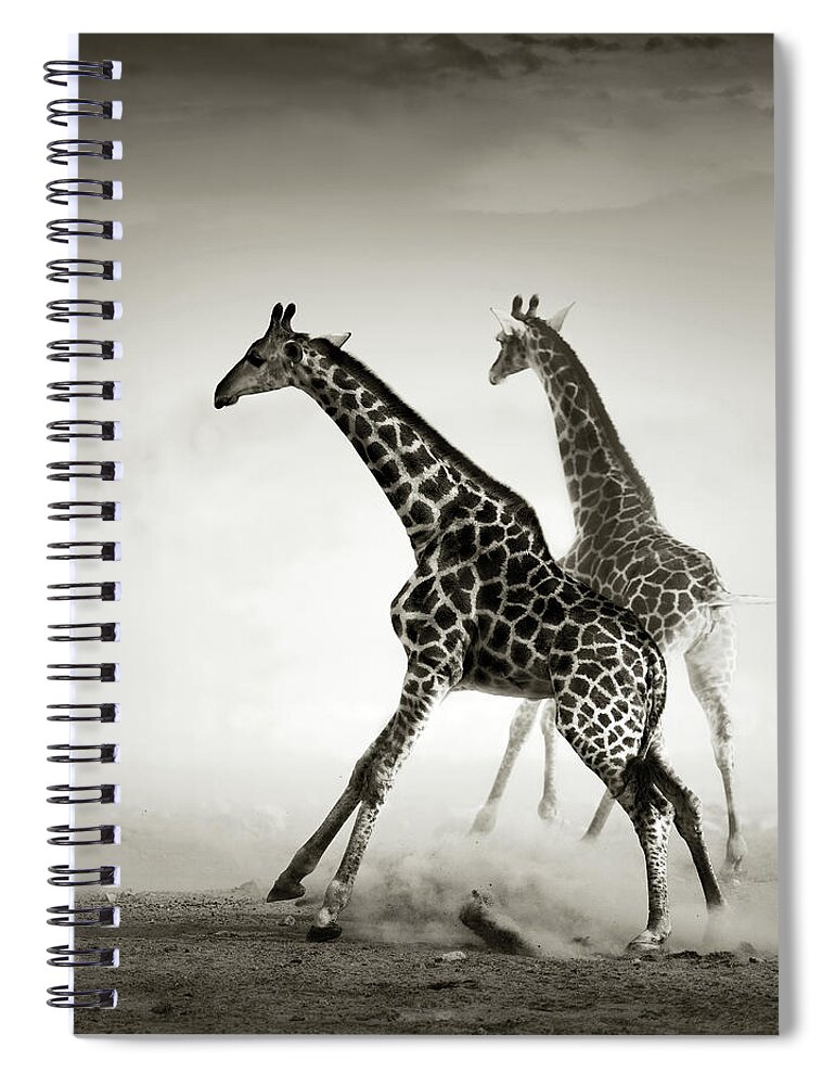 Giraffe Spiral Notebook featuring the photograph Giraffes fleeing by Johan Swanepoel