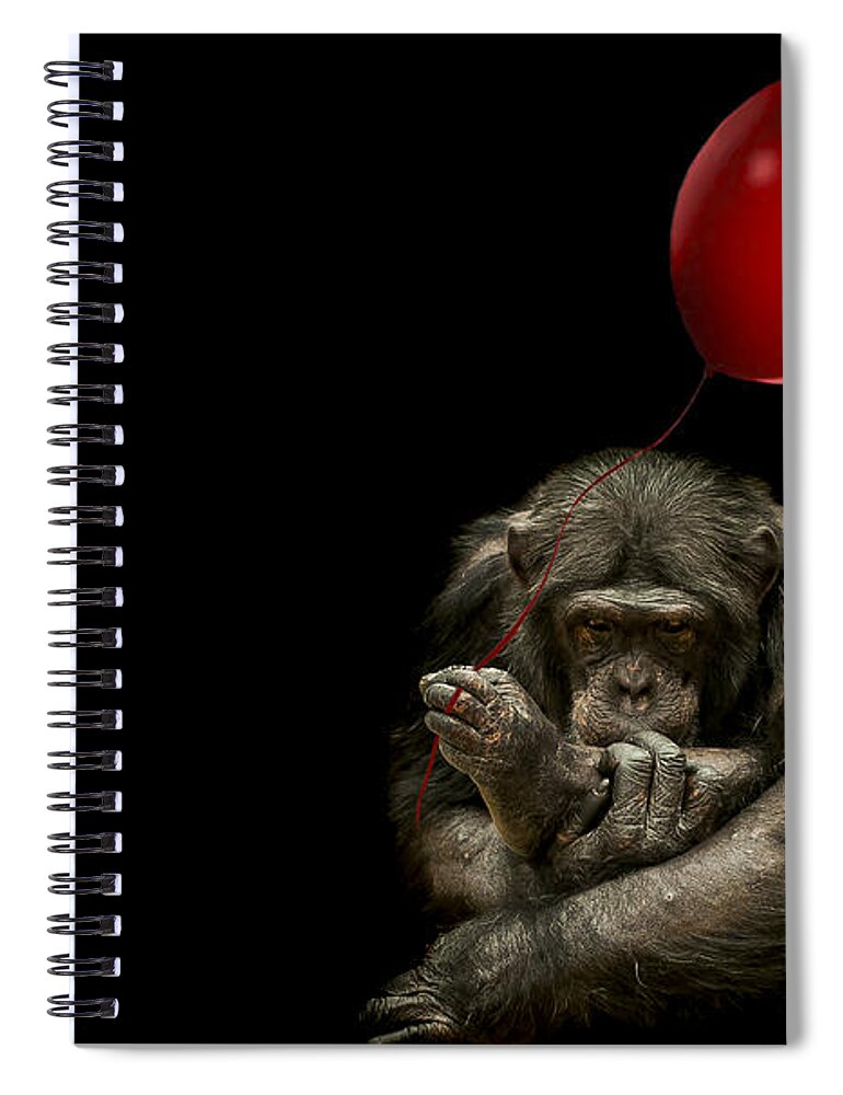 Chimpanzee Spiral Notebook featuring the photograph Girl with red balloon by Paul Neville