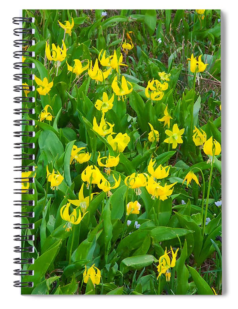 Glacier Lilly Spiral Notebook featuring the photograph Glacier Lilly Wildflower Meadow - Glacier National Park by Ram Vasudev