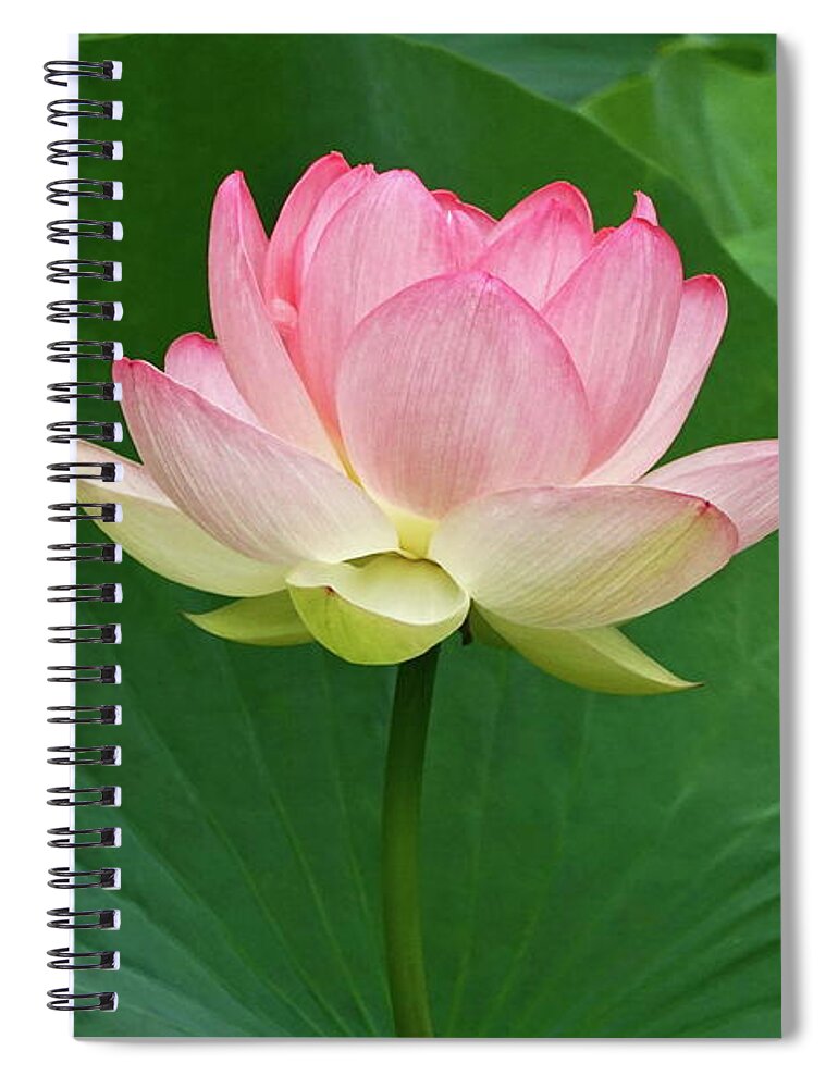 Beautiful Large Lotus Blossom Spiral Notebook featuring the photograph Glorious Beauty Of The Lotus by Byron Varvarigos