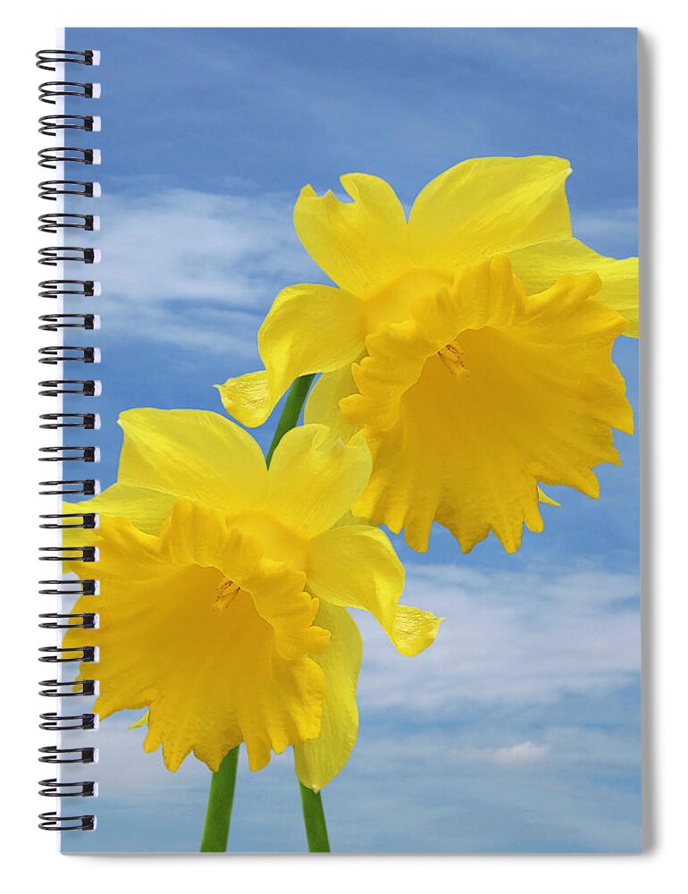 Daffodil Spiral Notebook featuring the photograph Glorious Spring Daffodils Square by Gill Billington