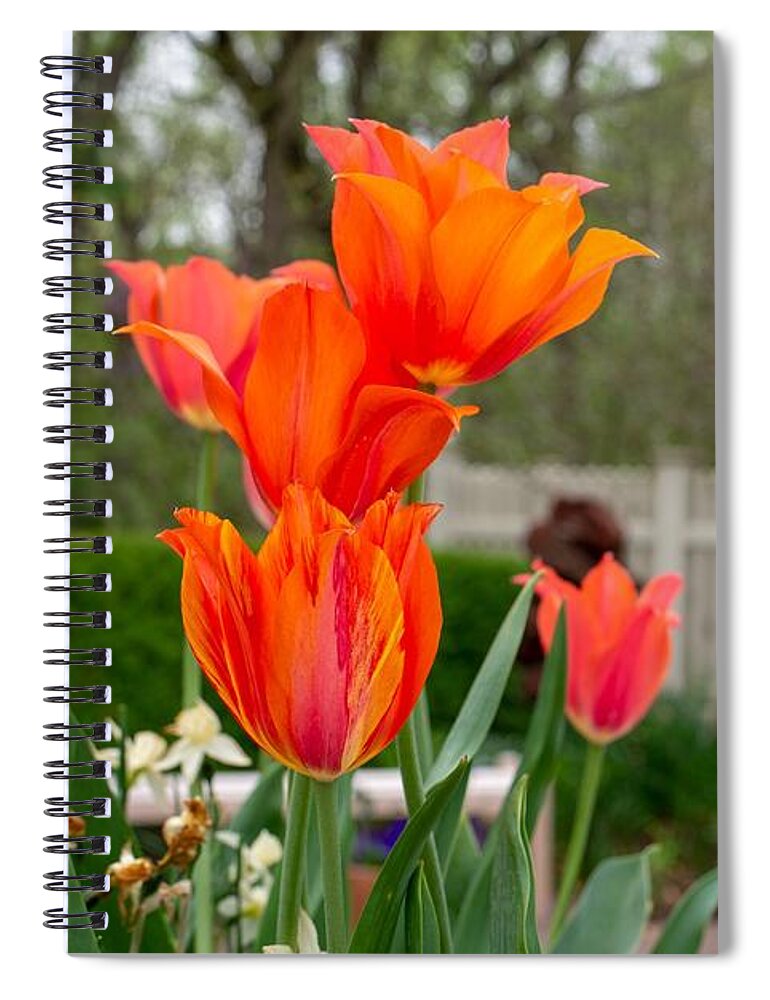 Tulips Spiral Notebook featuring the photograph Glorious Spring Tulips by Diane Lindon Coy