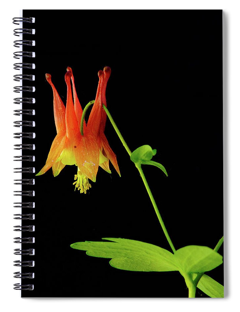 #wisconsin #outdoor #fineart #landscape #photograph #wisconsinbeauty #doorcounty #doorcountybeauty #sony #canonfdglass #beautyofnature #history #metalman #passionformonotone #homeandofficedecor #streamingmedia #macrophotography ##macroportraits #wildflowerportraits #spring #wildflowers #red #green Spiral Notebook featuring the photograph Glowing Colombine by David Heilman