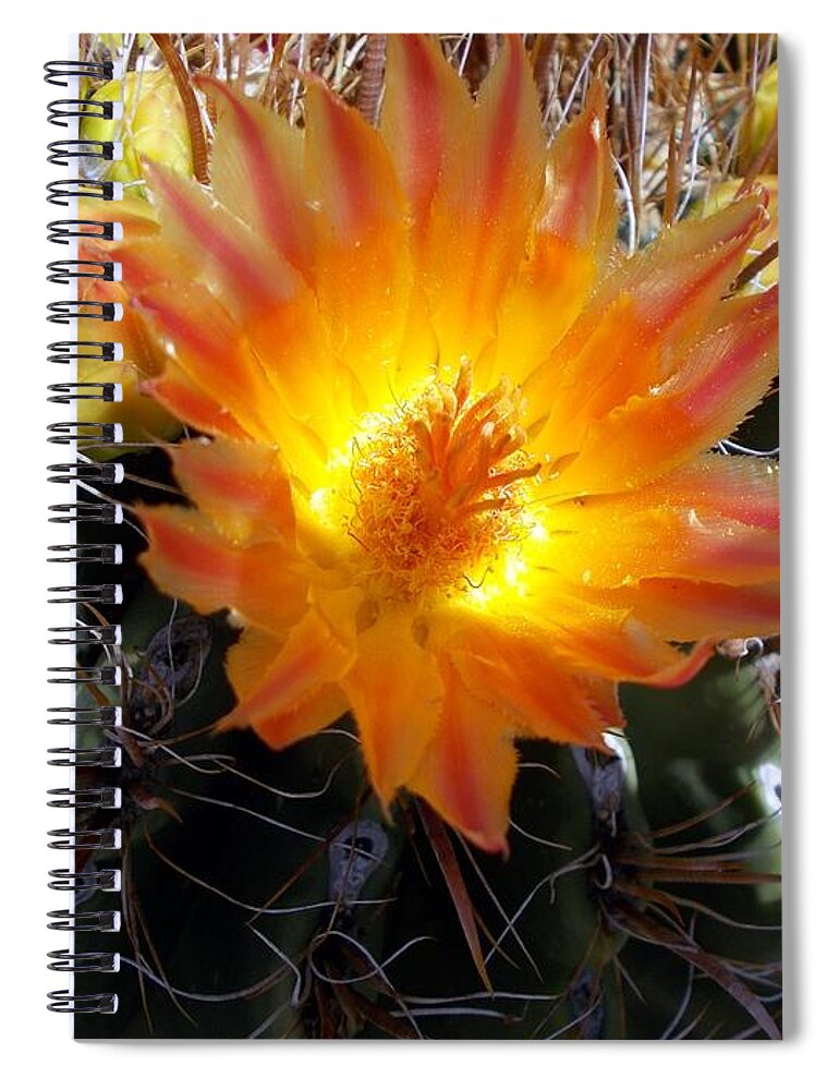Barrel Cactus Flowers Spiral Notebook featuring the photograph Glowing From Within by Jerry Bokowski