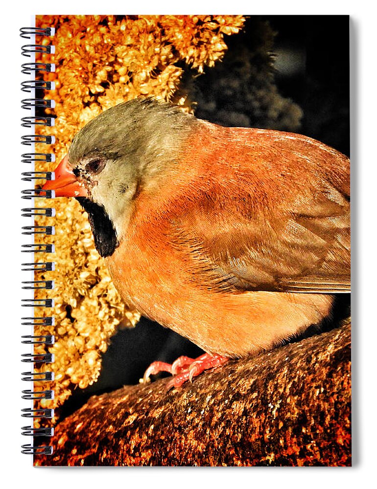 Butterfly World Spiral Notebook featuring the photograph Glowing II by Kathi Isserman