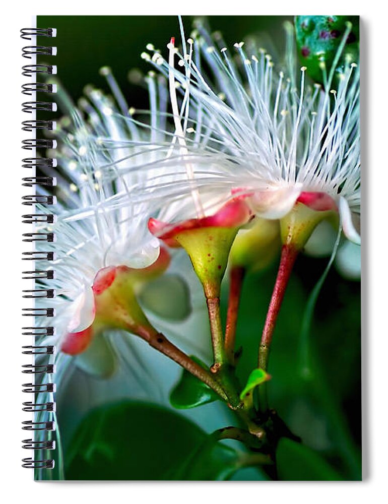 Photography Spiral Notebook featuring the photograph Glowing Needles by Kaye Menner