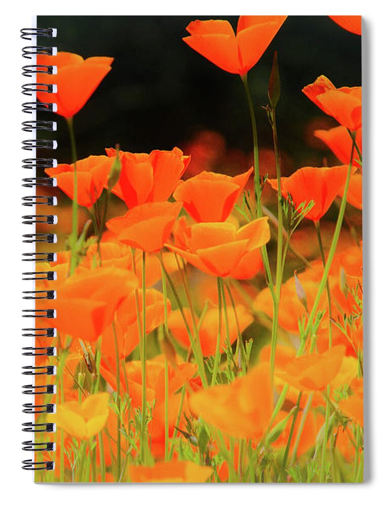 Spring Spiral Notebook featuring the photograph Glowing Poppies by Steph Gabler