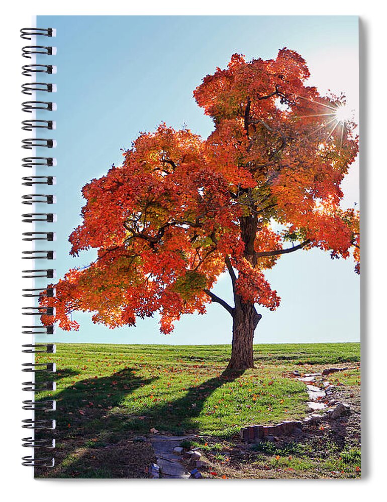 Tree Spiral Notebook featuring the photograph Glowing Tree by Christopher McKenzie