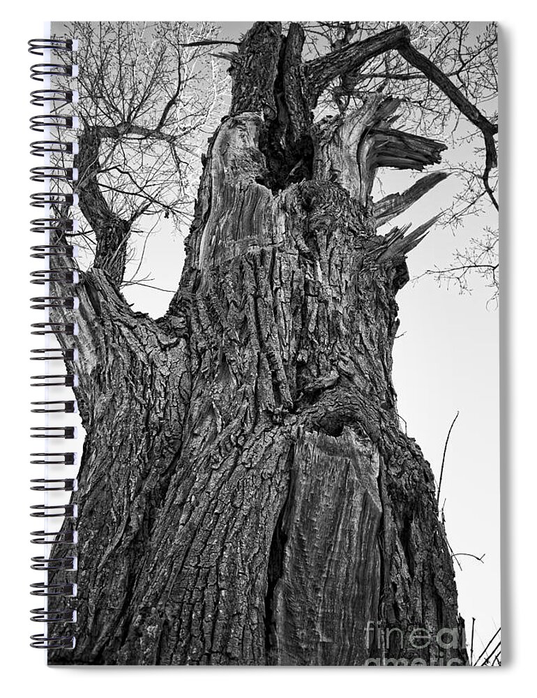 Nature Spiral Notebook featuring the photograph Gnarly Old Tree by Edward Fielding