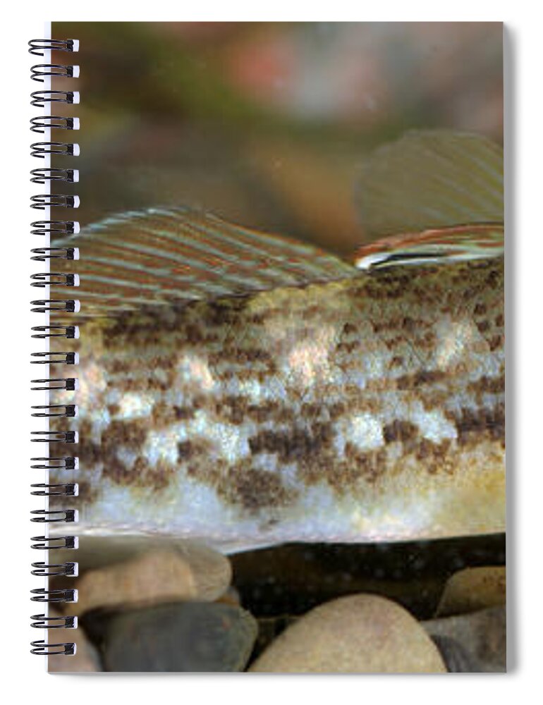 Fish Spiral Notebook featuring the photograph Goby Fish by Ted Kinsman