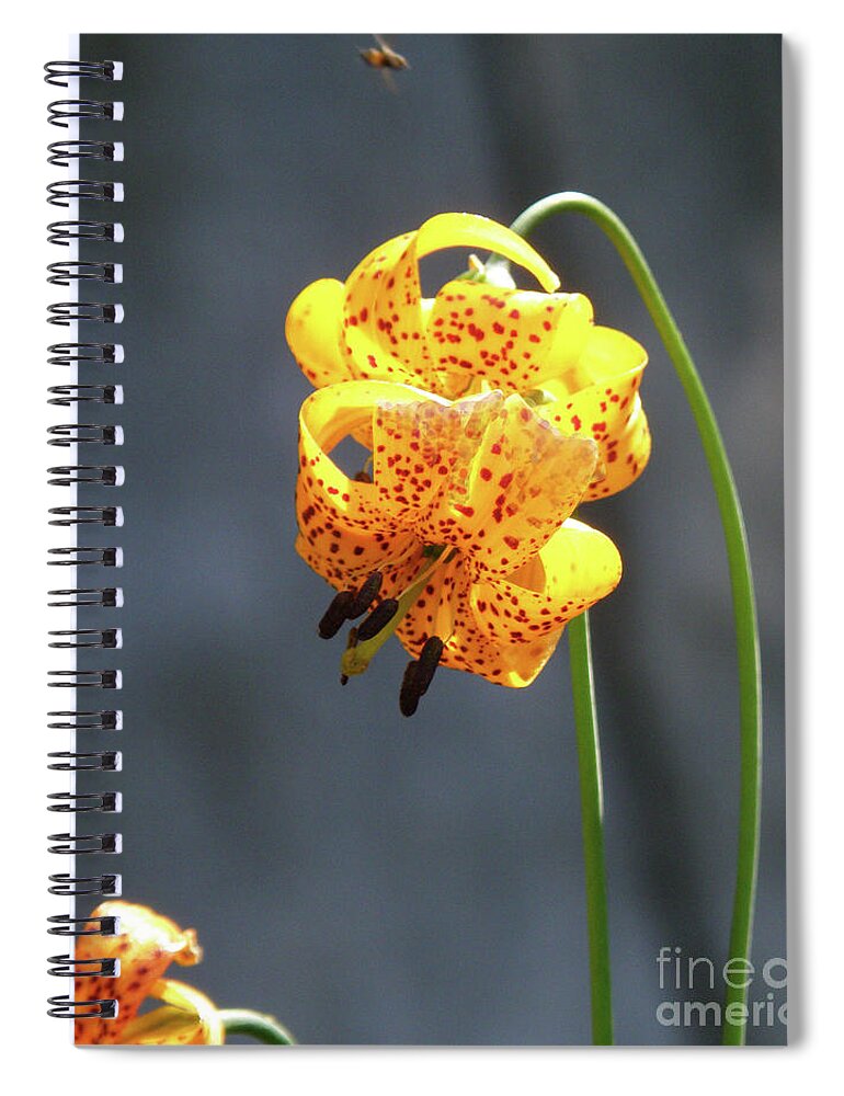 Wilderness Spiral Notebook featuring the photograph God's Classic Work in the Wilderness by Debby Pueschel