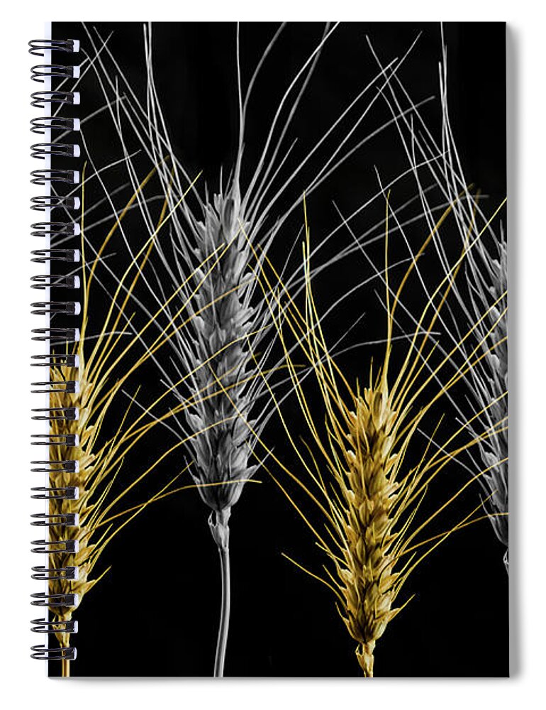Wheat Spiral Notebook featuring the photograph Gold and Silver Wheat by Wolfgang Stocker