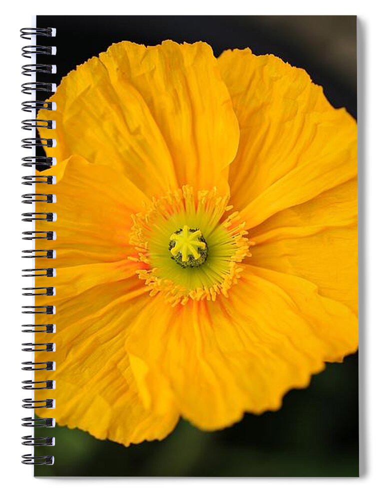 Gold Poppy Spiral Notebook featuring the photograph Gold poppy by Lynn Hopwood