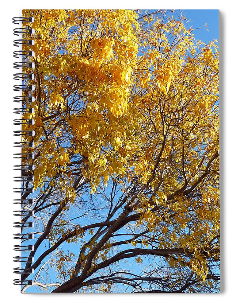 Tree Spiral Notebook featuring the photograph Golden Boughs by Rhonda Chase