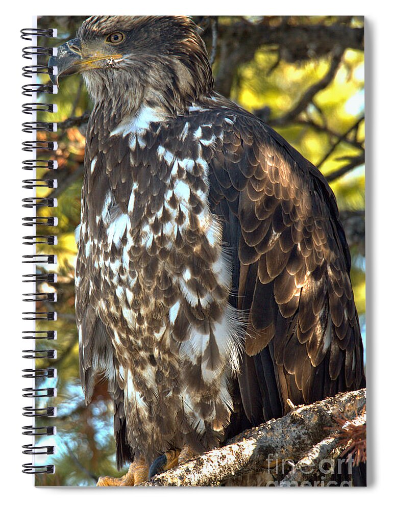 Golden Eagle Spiral Notebook featuring the photograph Golden Eagle Blending In by Adam Jewell