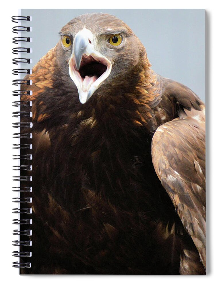 Eagles Spiral Notebook featuring the photograph Golden Eagle by Charles HALL
