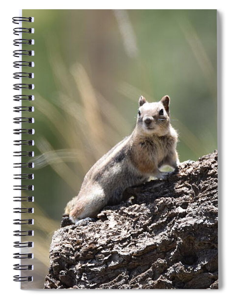 Golden Mantled Squirrel Spiral Notebook featuring the photograph Golden Mantled Ground Squirrel by Margarethe Binkley