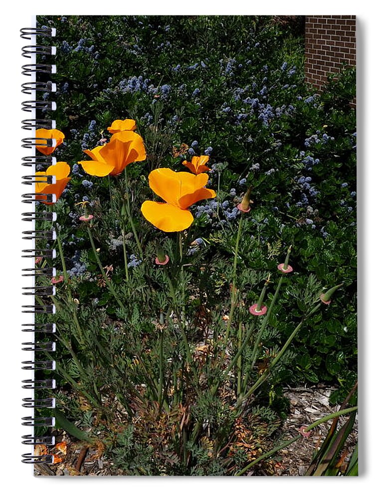 Botanical Spiral Notebook featuring the photograph Golden Poppy Path by Richard Thomas