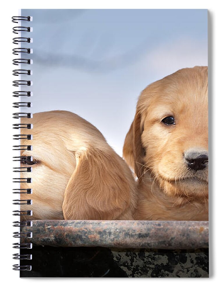Dogs Spiral Notebook featuring the photograph Golden Puppies by Cindy Singleton
