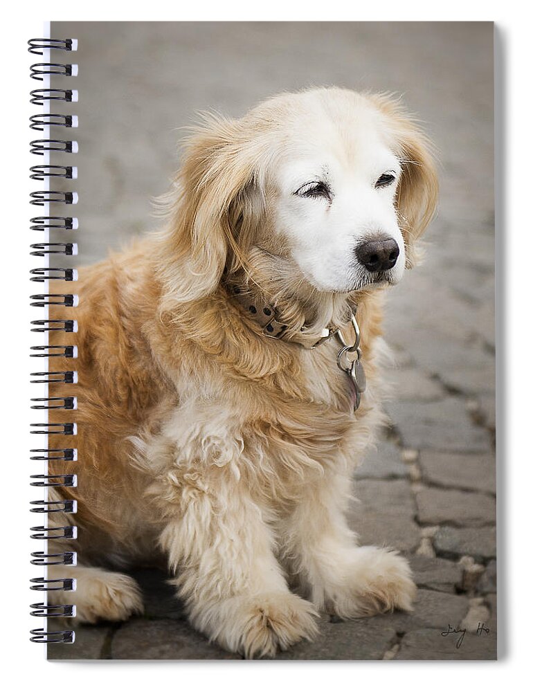 Photography Spiral Notebook featuring the photograph Golden Retriever puppy by Ivy Ho