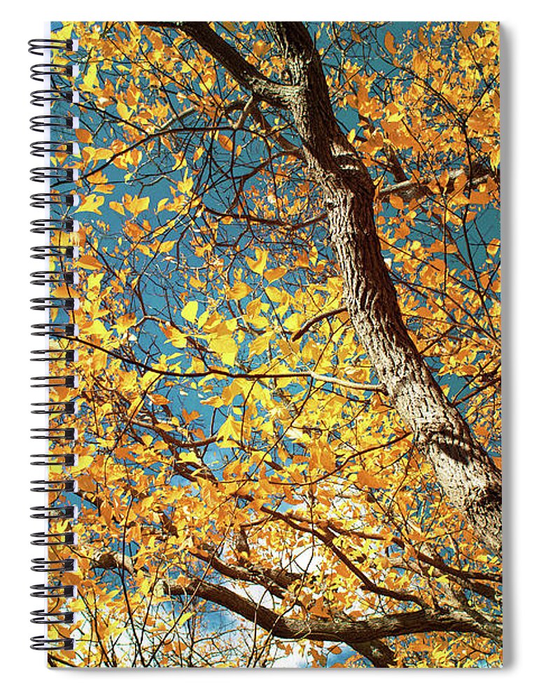 Sassafras Spiral Notebook featuring the photograph Golden Sassafras by Shawna Rowe