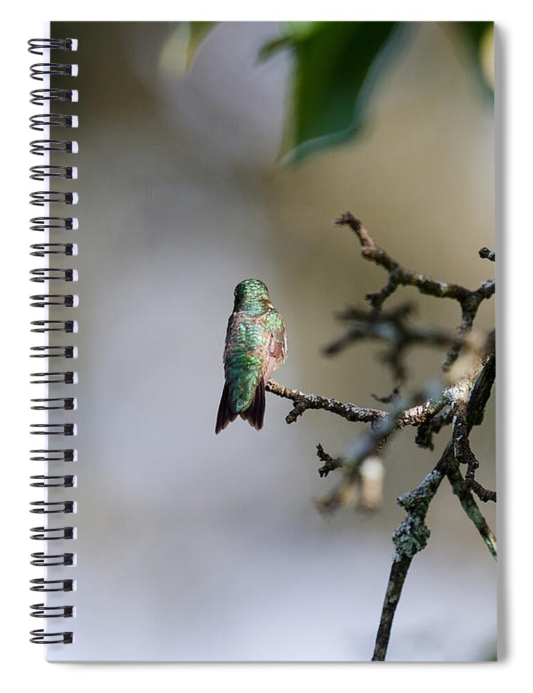 Hummingbird Spiral Notebook featuring the photograph Out on a Limb by Kristin Hatt