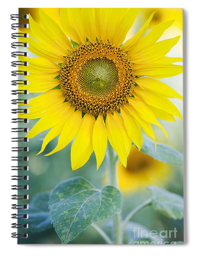 Sunflower Spiral Notebook featuring the photograph Golden Sunflower by Tim Gainey