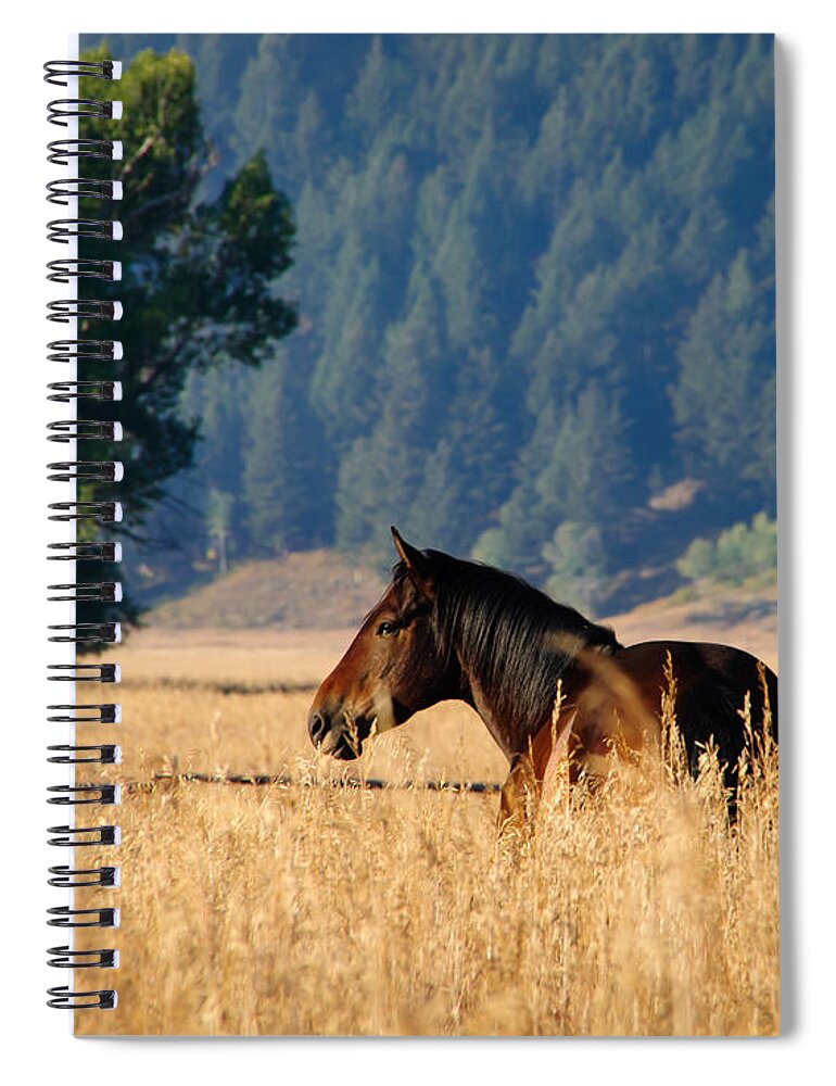 Sunrise Spiral Notebook featuring the photograph Golden Sunrise on a Horse by Roberta Kayne